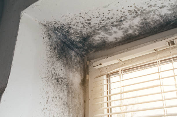 Trusted Mold Inspection service in Denville, NJ - Cheap Mold Removal